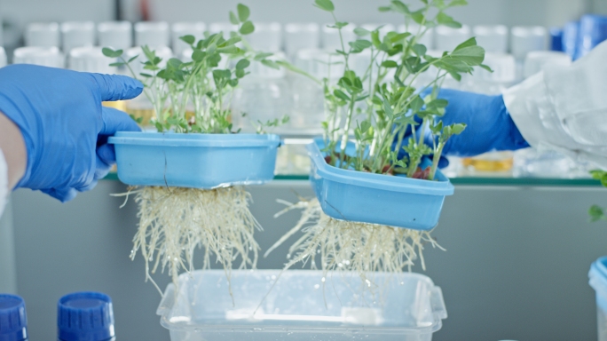 无土栽培生长实验对比