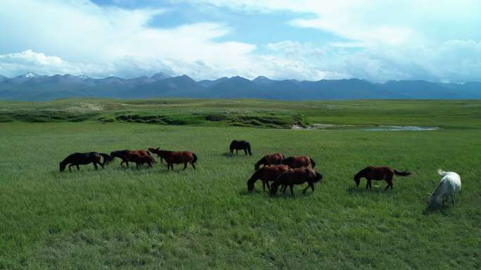 新疆草原上的马群悠闲自在放牧吃草大美河山