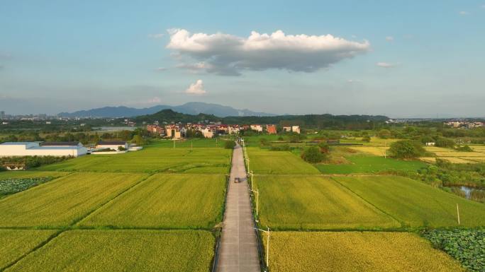 4K航拍行驶在乡村公路上的汽车 稻田间