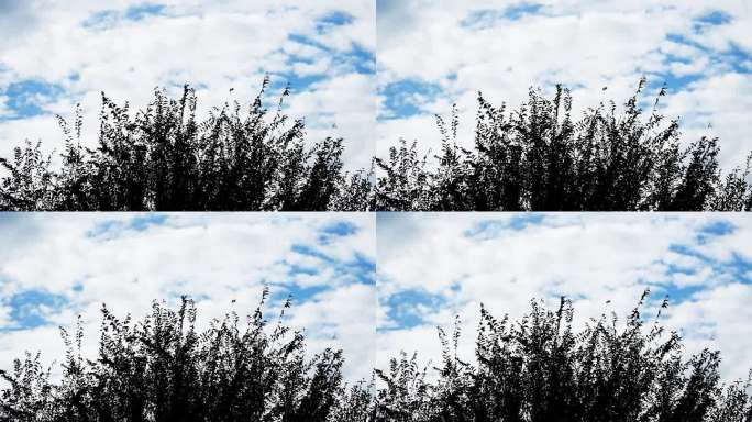 多云天气  树 云彩流动空镜