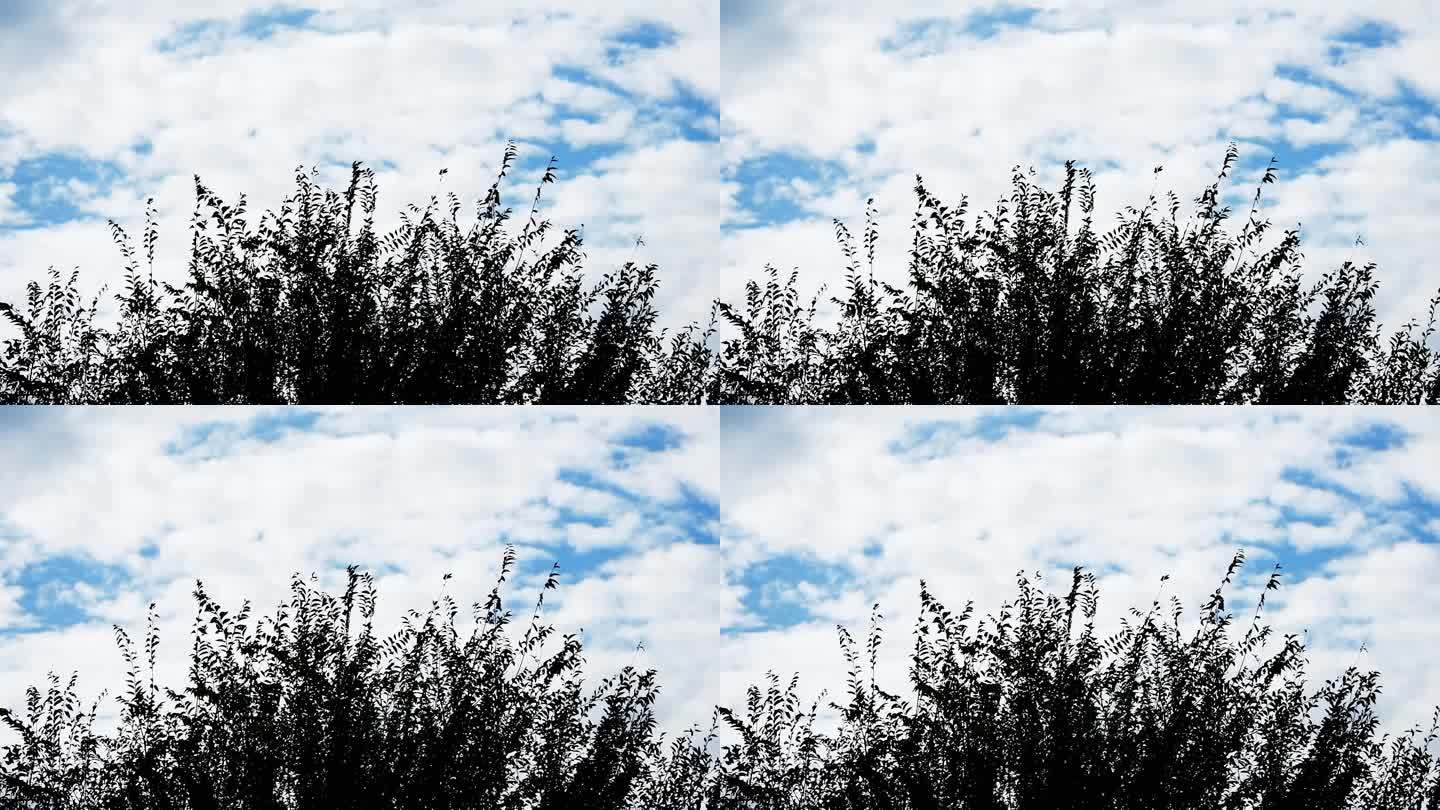 多云天气  树 云彩流动空镜