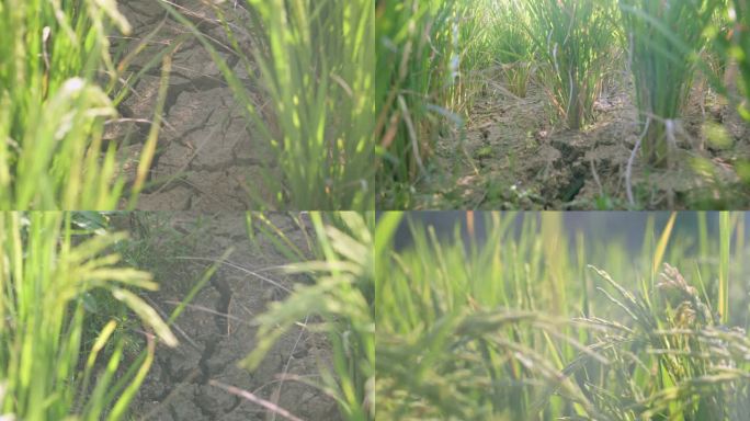 (4K)干旱缺水水稻田