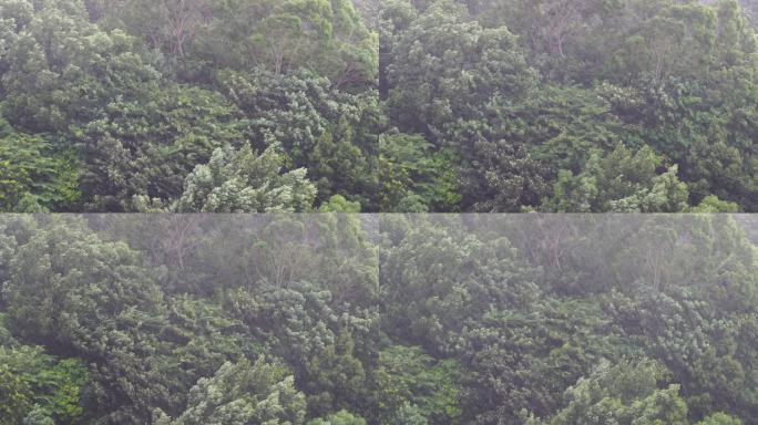 森林下雨狂风暴雨风吹雨打树丛树林大风大雨