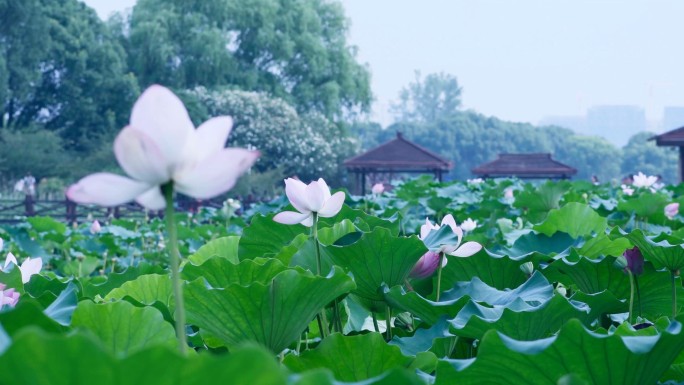 4K生态公园夏季荷花素材、赏荷