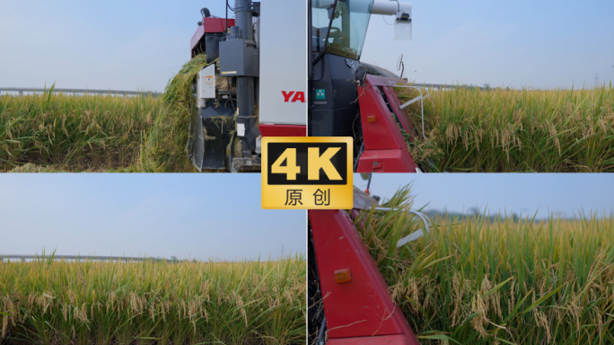 水稻收割 收割机