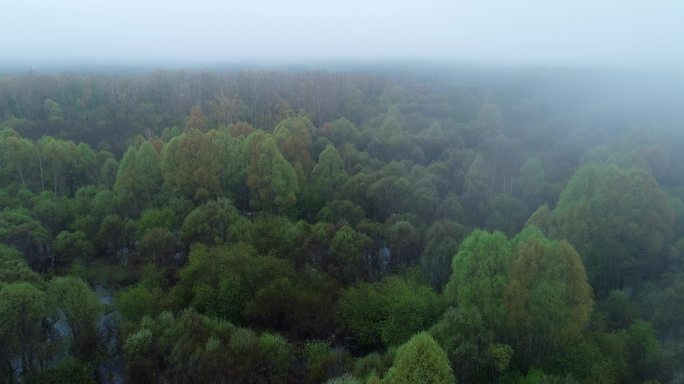 航拍晨雾中的树林风景