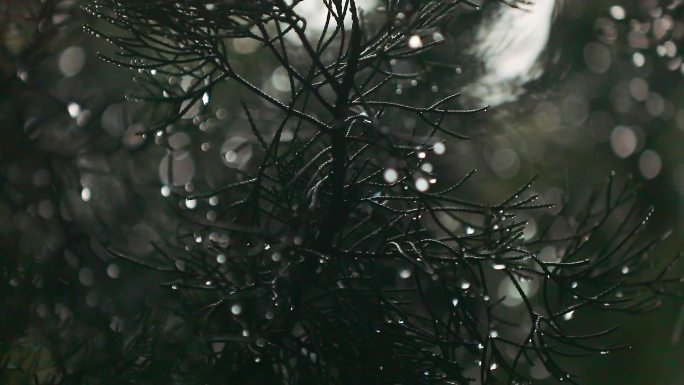 雨中的植被 宁波奉化岳林寺