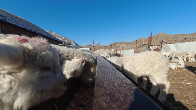 养殖羊进食延时视频素材