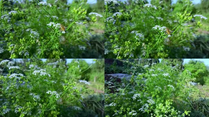 4K路边野花野草