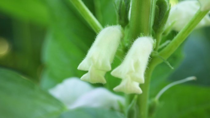 4K60帧 超高清芝麻视频 花朵特写微距