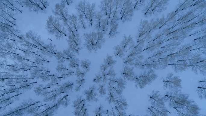 航拍雪野茂密小树林