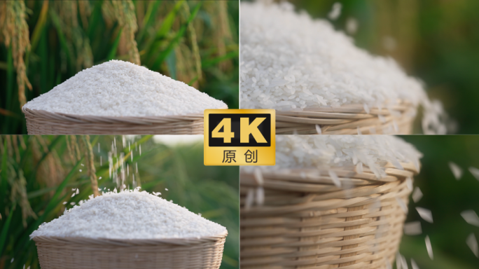 大米 丰收 大米掉落慢动作 唯美农业