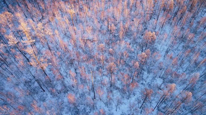 航拍雪原雪林红树梢