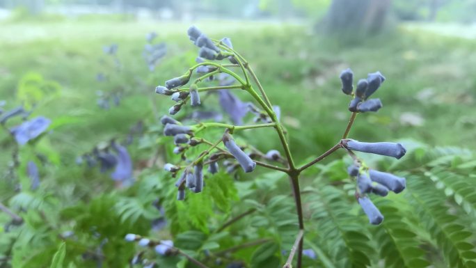 4K路边野花野草