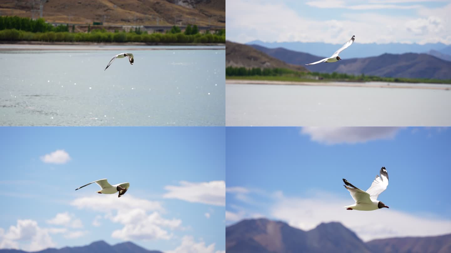 棕头鸥 海鸥 飞鸟 西藏