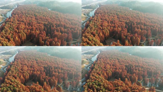 杭州临安青山湖水杉林秋季风光航拍