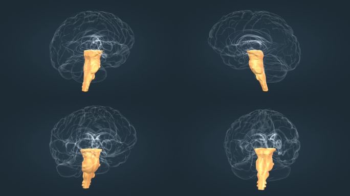 脑室 脑干 透明大脑 三维人体 器官动画