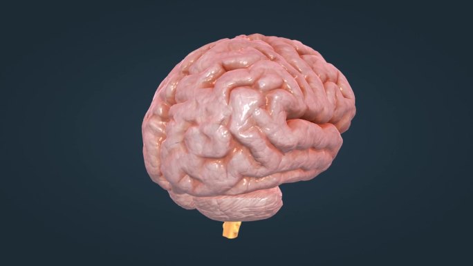 医学 大脑 小脑 脑干 脊髓脑室丘脑间脑