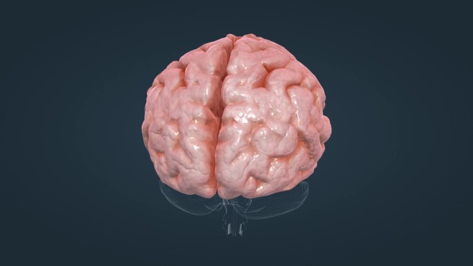 垂体 丘脑 脑室 下丘脑 垂体 医疗动画