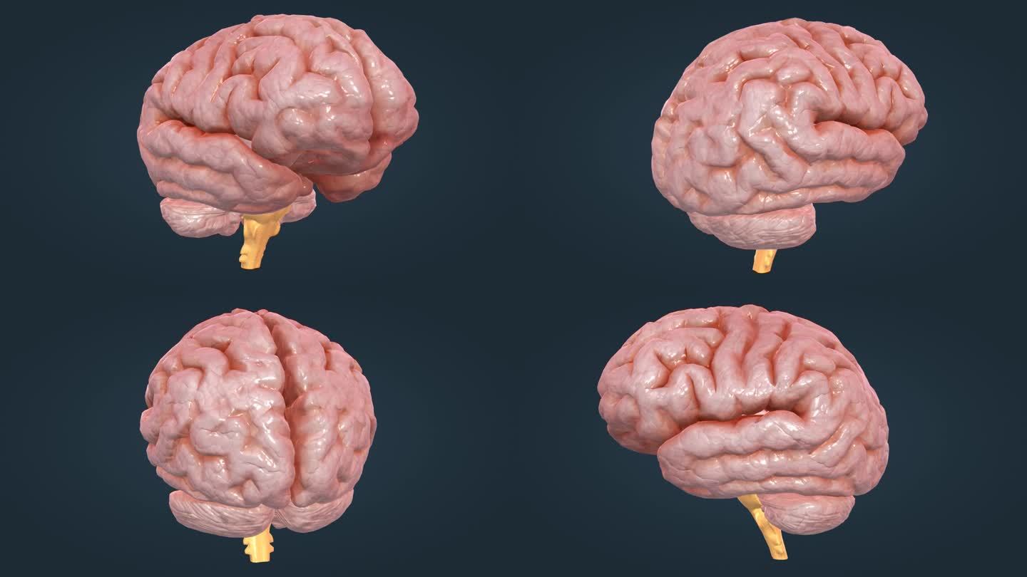 大脑 小脑 中枢神经 脑室系统 主基底节