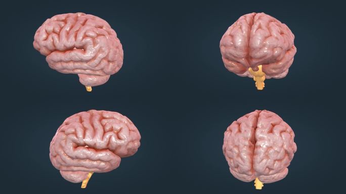 三维人体 三维大脑 三维器官 三维神经