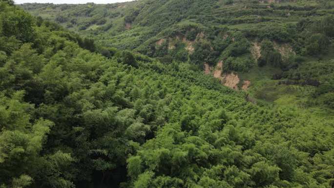 灞桥区鲸鱼沟竹海风景区42