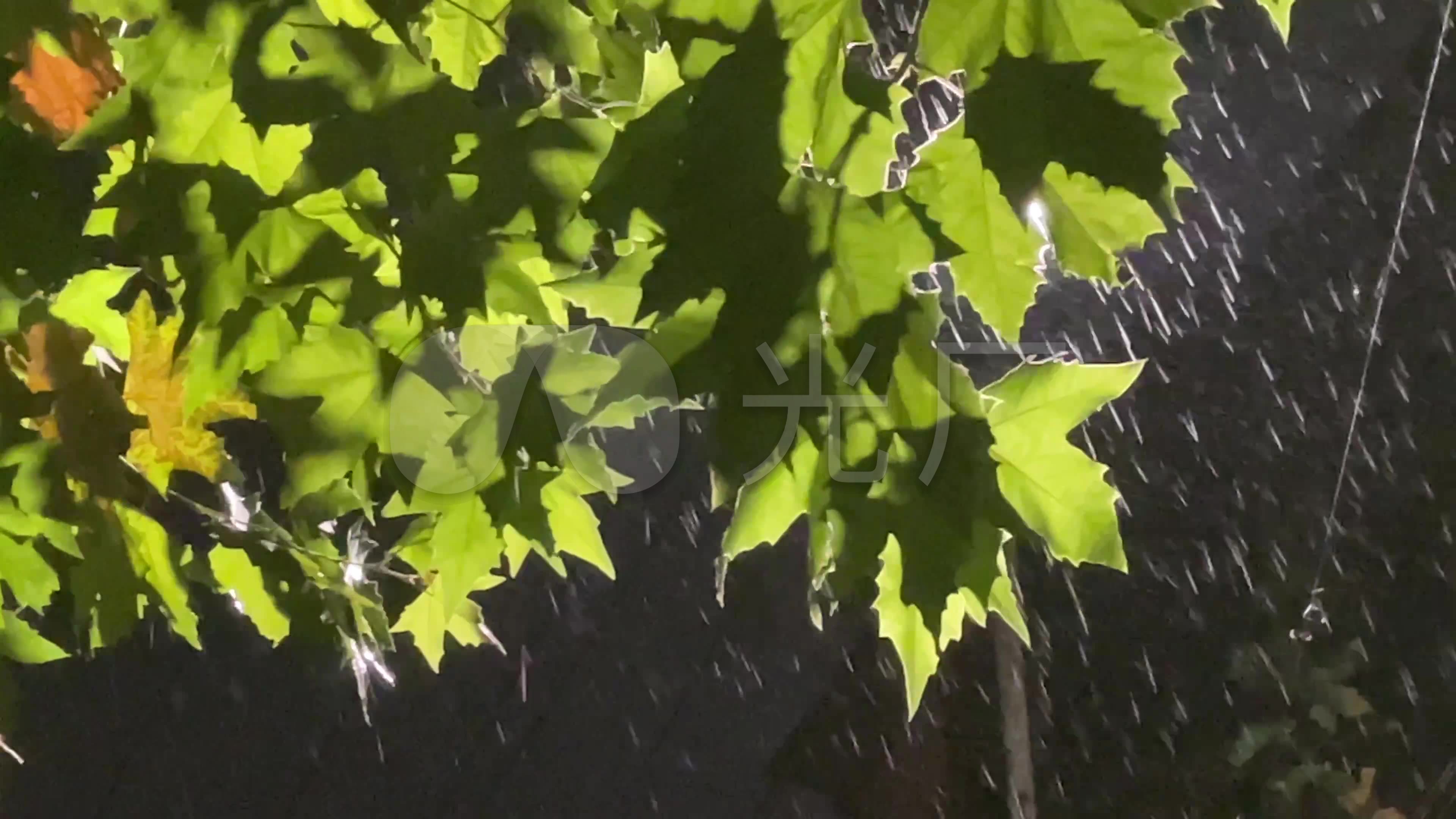 秋雨(风景手机动态壁纸) - 风景手机壁纸下载 - 元气壁纸