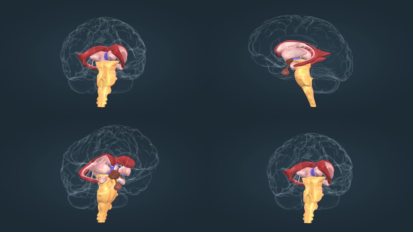 人体 器官 大脑 脑干 丘脑 三维 动画