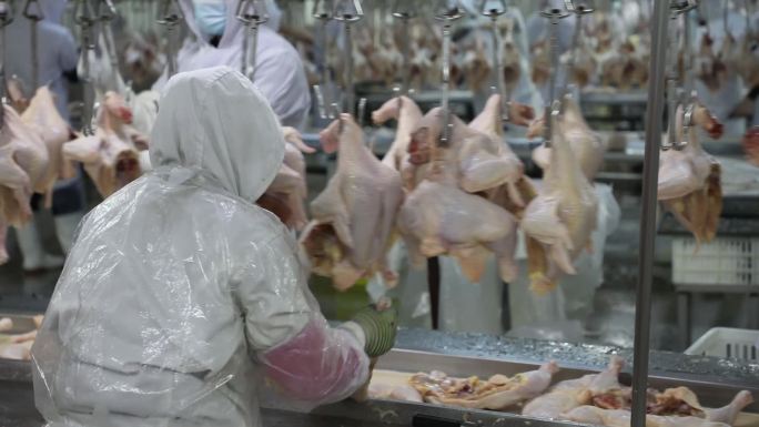 鸡肉深加工 肉鸡养殖 流水线 工厂
