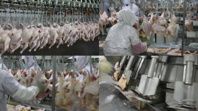 鸡肉深加工 肉鸡养殖 流水线 工厂