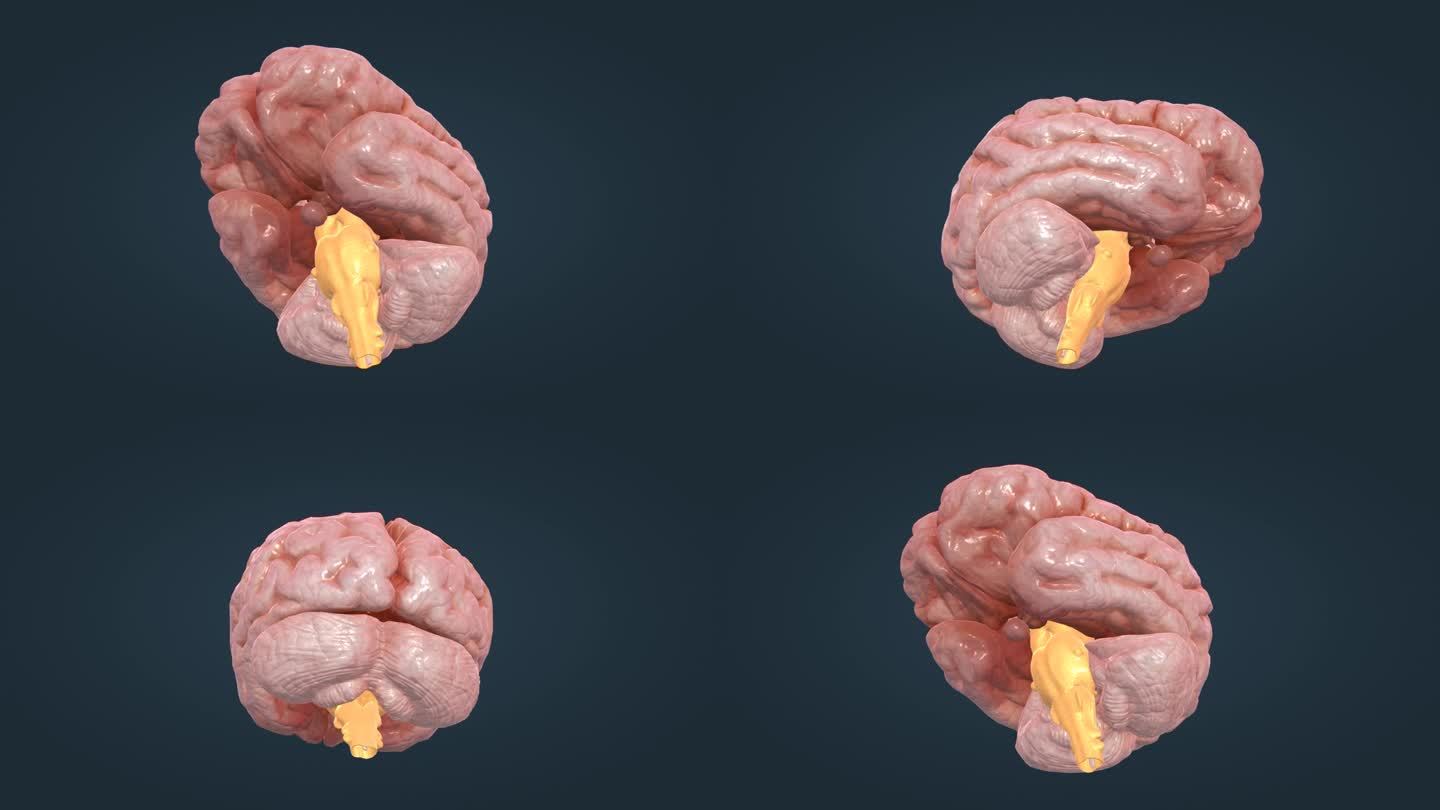 医学 大脑 小脑 脊髓 脑室 下丘脑垂体
