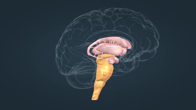 脑干 丘脑 豆状核 尾状核 扁桃体 动画