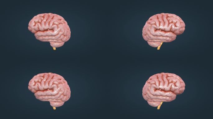 脑干 大脑 小脑 丘脑 间脑 三维 动画
