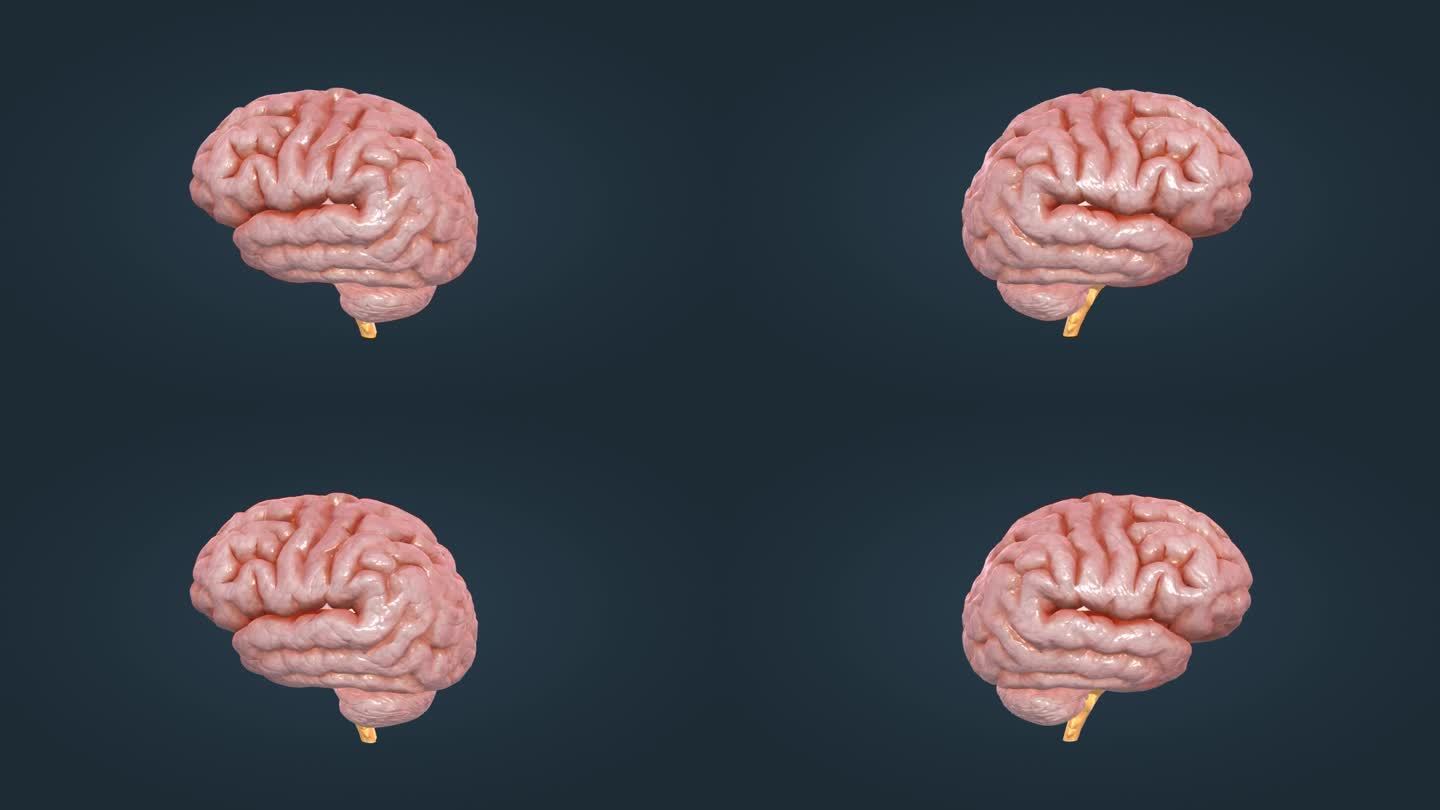 脑干 大脑 小脑 丘脑 间脑 三维 动画