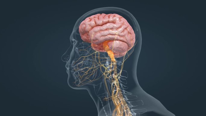 大脑 小脑 脑室 脑干 人体 器官 动画