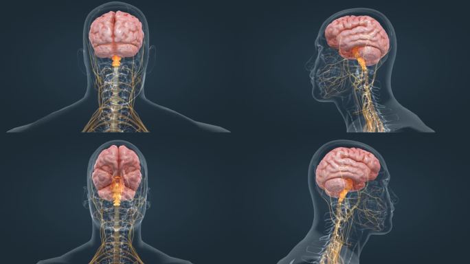 大脑 小脑 脑室 脑干 人体 器官 动画