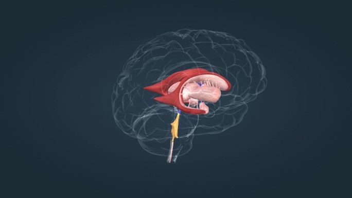 医学动画 人体动画 大脑动画 人体动画