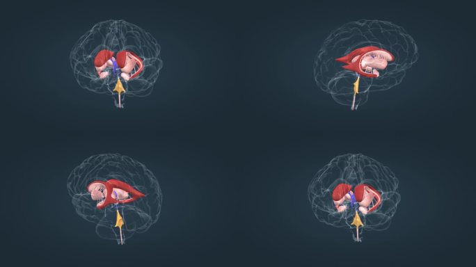 医学动画 人体动画 大脑动画 人体动画