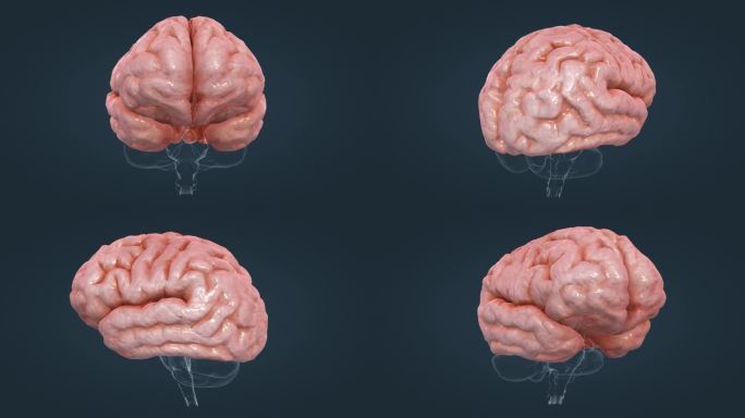 三维大脑 大脑动画 器官动画 三维动画