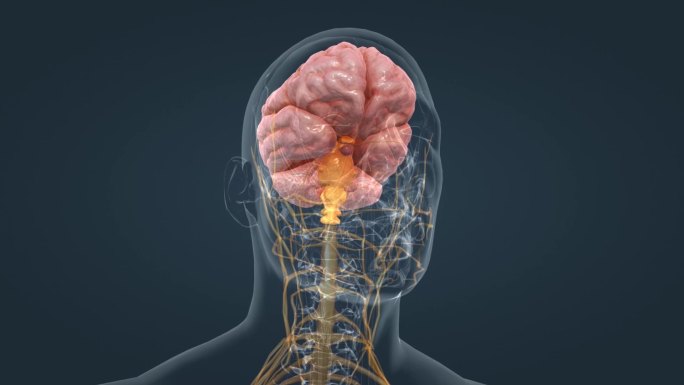 人体神经系统 大脑 人体器官 三维动画