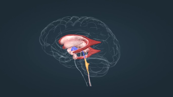 脑室系统 主基底节 丘脑动画 垂体动画