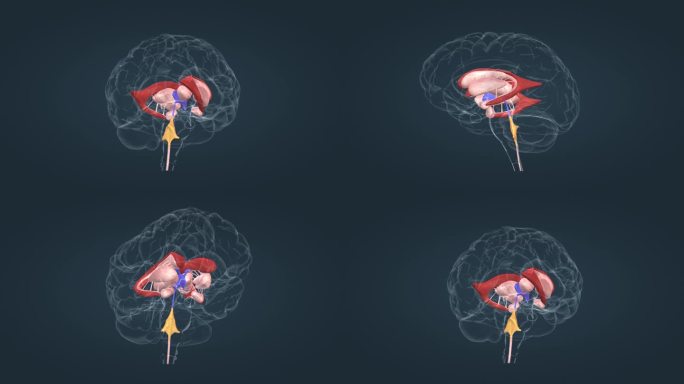 脑室系统 主基底节 丘脑动画 垂体动画