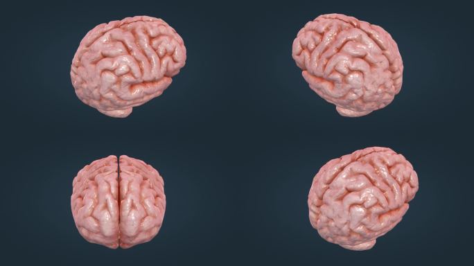 大脑 脑室 丘脑 垂体 脑干 脊髓 动画
