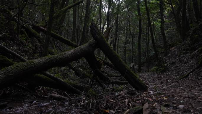 永平 第一茶树 森林 原始 树木