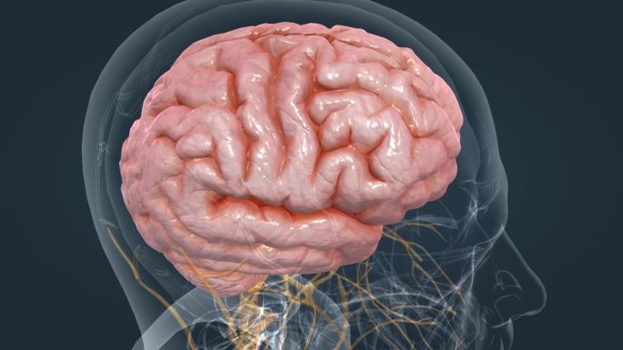 三维人体器官大脑数字动画特效中枢神经系统