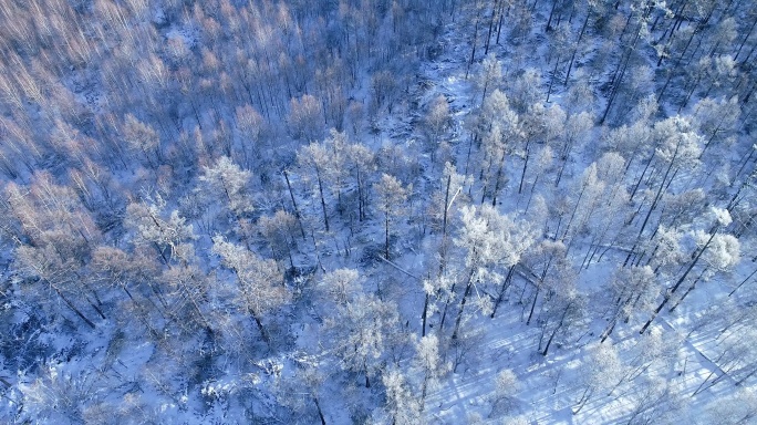 航拍雪季银色雪林