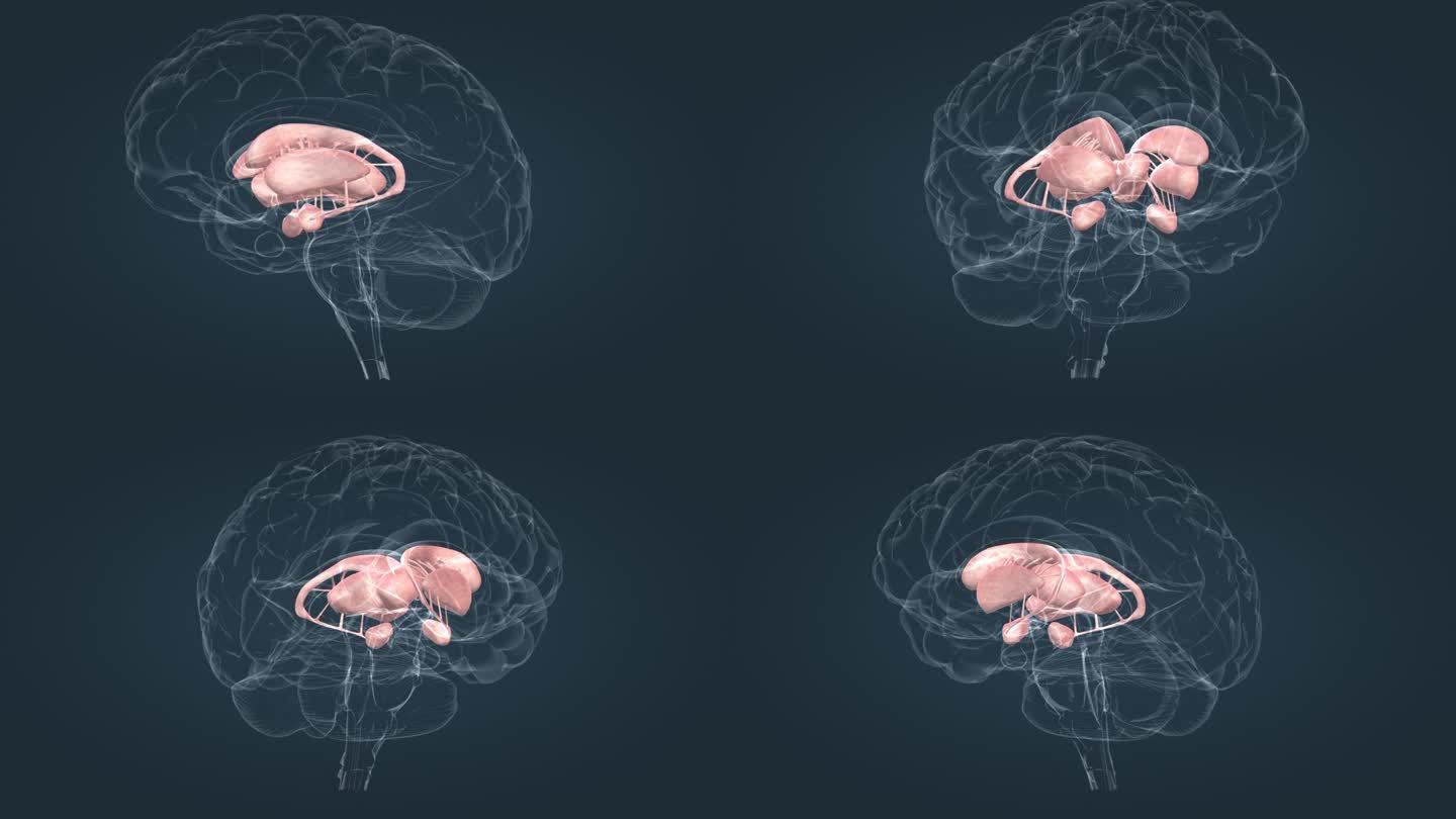 医学 医疗 大脑 丘脑 垂体 三维 动画