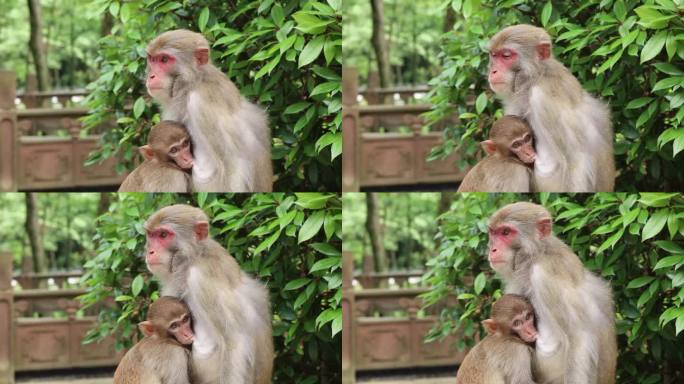 猴子喂奶1080p