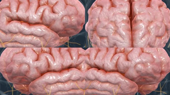 脑纹 延髓 中脑 垂体 医学 3D人体