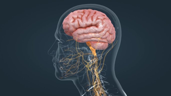 医疗 医学 人体 器官 大脑 三维 动画